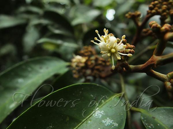 Large-Leaf Gin Berry